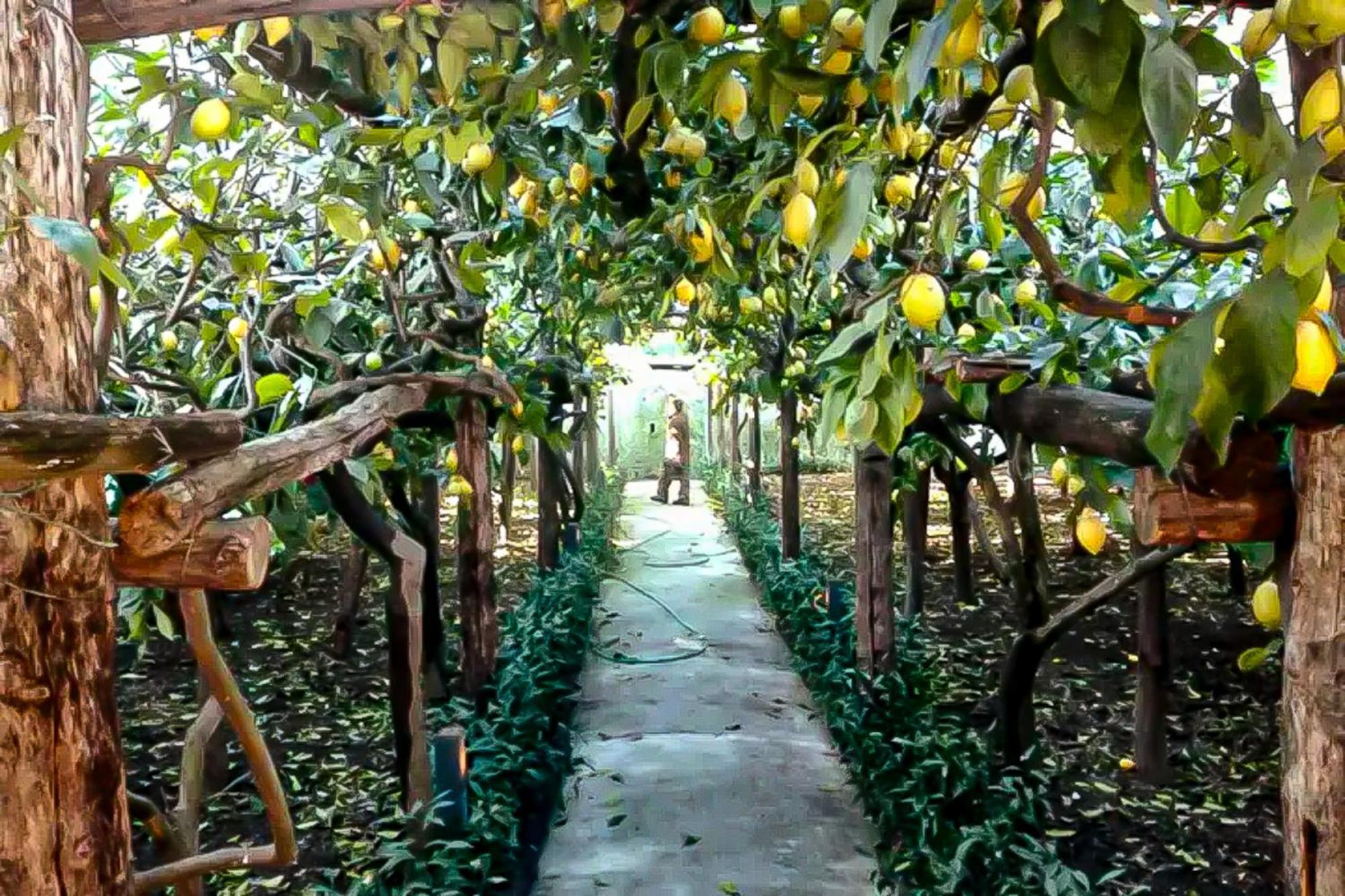 Вилла Limoneto Di Anna Майори Экстерьер фото